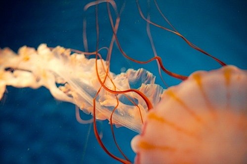 jellyfish | see the ...