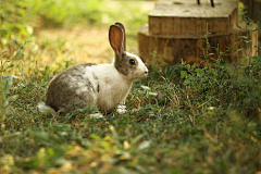 糊涂兔的小太阳采集到M-美图摄影-动物世界