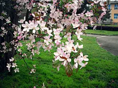 木三石南  的插画 好吧，最是海棠……