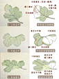 国画入门｜叶子必学技巧（4）简单实用‼️