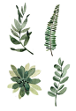 Watercolour plants (more gorgeous art if you click on link!)