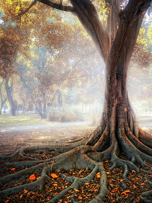 秋树的根，塞维利亚，西班牙 