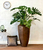 Grote plant in luxe pot | Chicplants
