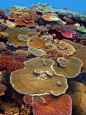 coral reefs, Queensland: 