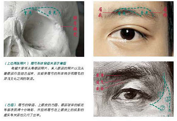 眼睛骨骼结构