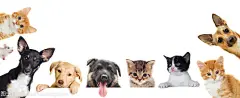 猫狗壁纸高清大图的搜索结果_360图片