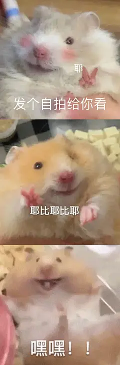 鼠鼠表情包