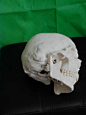 美术医用艺用最标准彩色分区骷髅头头骨头颅骨标本模型 头骨标本-淘宝网