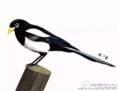 [本土插画师]T酱：喜欢被风吹起的门帘。T酱的作品色调搭配清爽醒目，她喜欢电脑绘画，矢量感的插画有简单的大色块、也有很细致的细节局部，收放得宜～T酱的绘画尝试中还有很多静态的城市风景、生活的一角，有很强的装饰性，看着心情平静，一切都是那么美好 @修仙中的胖纸君sssss O[本土插画师]T酱：喜欢被风吹起的门帘