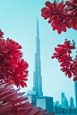 DUBAI // InfraScapes : DUBAI // InfraScapes“InfraScapes” is a graphic and visual exploration of nature.For this project I used Infrared (IR) digital photography. This technique enables the full sensitivity of the camera’s sensor, making it sensitive to UV