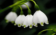 雪滴花,雪花莲,雪铃花,铃兰水仙(壁纸1)