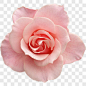 鲜花花卉抽象花朵素材 粉色花朵装饰图案PNG图片➤来自 PNG搜索网 pngss.com 免费免扣png素材下载！