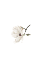 手绘古风中式花卉免扣素材