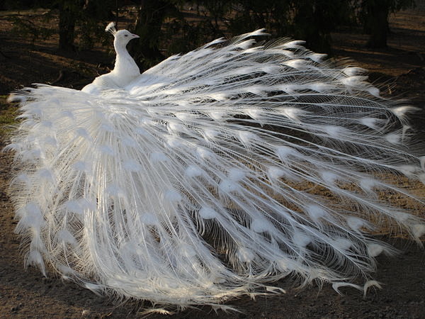 White Peacock 01 by ...