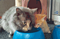 猫妈妈教小猫喝水，太萌了！！