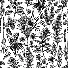 插画,香料,草本,芝麻,叶子,生物学,农业,熏衣草,华丽的,花