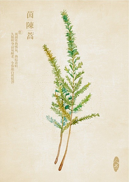 茵陈蒿