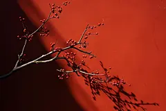 古墙边清新的腊梅