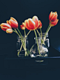 Red and Yellow Tulips in Clear Glass Jar and Vase Still Life Painting