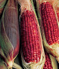 Ruby Queen Corn