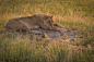 Lion awake beside another sleeping in grass