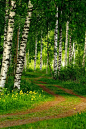Birch Forest, Finland