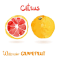 Watercolor vector citrus fruits Vol009 水彩水果矢量PNG图案素材 :  