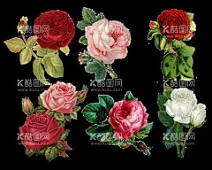 手绘玫瑰花  - 源文件下载【酷图网】精美手绘,玫瑰花,玫瑰花素材,玫瑰花元素,玫瑰花花朵,玫瑰,玫瑰素材,插画,唯美,手绘,素材,植物,鲜花插画,花朵,鲜花,花卉,设计素材,