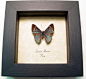 Lasaia Moeros | Real Butterfly Gifts Framed Butterflies and Insect Displays