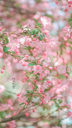 花開之時采集到恋家