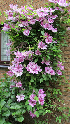 ℃゛采集到S-植物/花卉