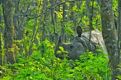 犀牛大型动物摄影素材