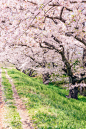 桜の花。川岸の土手。