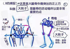 º匚º匚采集到人体教程类