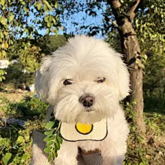 头像朋友圈背景壁纸