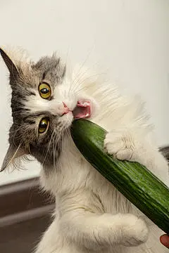 点击来源直接获取大图文件 |cat eats cucumber