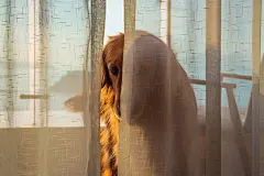 点击来源直接获取大图文件 |The golden retriever hides behind the curtains.