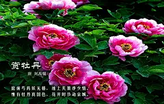 插画      【诗配画】中国古诗词 · 百花篇