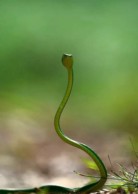 在恍惚状态图片下载