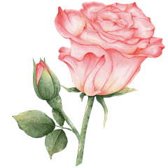 挚爱红玫瑰公主采集到Floral materials【手绘花草】