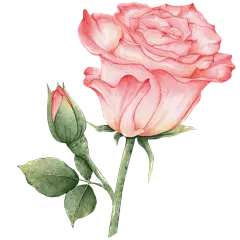粉色手绘水彩单朵玫瑰元素