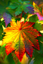 Autumn leaf: 