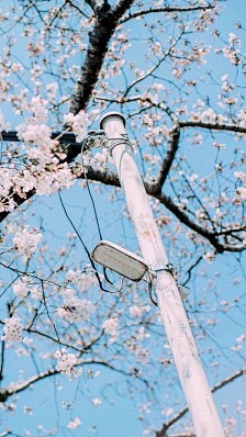 樱花