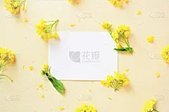 白色贺卡的模型装饰黄色油菜花在米色的布