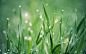 close-up nature grass plants water drops macro dew  / 1920x1200 Wallpaper