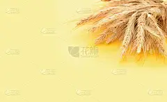 金黄色的麦穗在浅黄色背景上的特写。面包店的背景大麦被用于啤酒和奶昔的生产、面粉和谷类食品的制备、医药