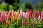 LEE INHWAN在 500px 上的照片Brilliant lupines