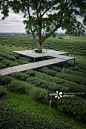 茶树,山谷,风景,绿色,茶叶正版图片素材