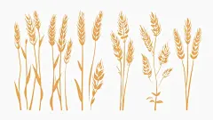 小麦插画元素矢量图设计素材