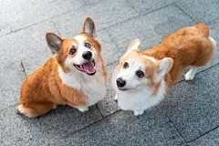 点击来源直接获取大图文件 |Looking down on two corgi dogs being friendly